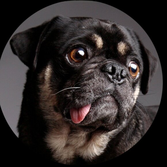 Meet your Posher, Monkee - Picture 6 of 7